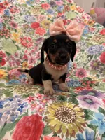 Lilly, a male Miniature Dachshund for sale in Merritt Island, FL – Photo 7 of 8