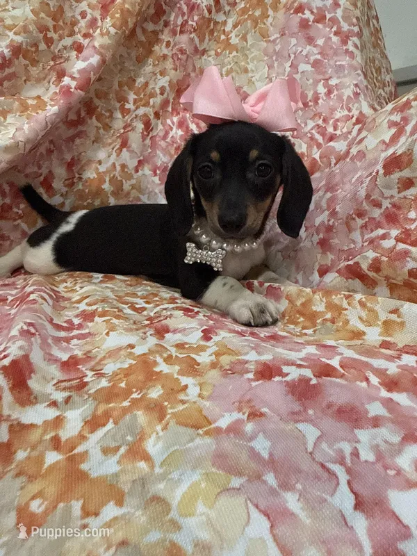 Lilly – Miniature Dachshund puppy for sale in Merritt Island, FL