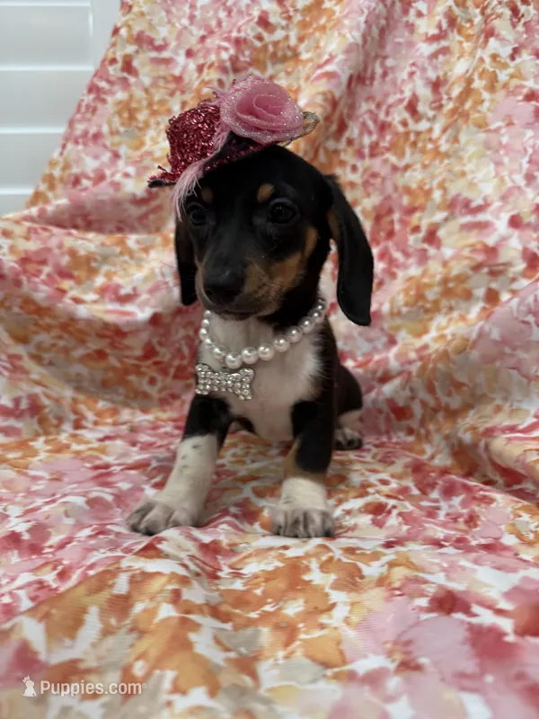 Lilly – Miniature Dachshund puppy for sale in Merritt Island, FL
