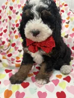 Snickers , a male Miniature Bernedoodle for sale in Merritt Island, FL – 6 of 10