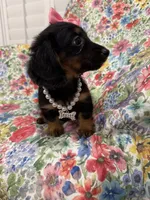 Haley , a female Miniature Dachshund for sale in Merritt Island, FL – 5 of 10