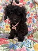 Pepper , a female Poodle - Toy  and Cavachon for sale in Merritt Island, FL – 2 of 8