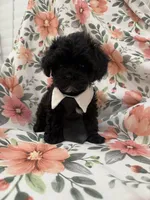 Oreo , a male Shihpoo for sale in Merritt Island, FL – 5 of 8