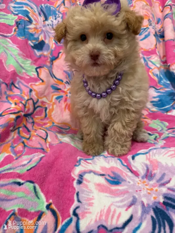 Lilly  – Yorkipoo puppy for sale in Merritt Island, FL