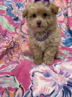 Lilly , a female Yorkipoo for sale in Merritt Island, FL – 7 of 10
