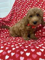 Rex , a male Miniature Goldendoodle for sale in Merritt Island, FL – 6 of 10