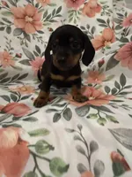 Sprout , a male Miniature Dachshund for sale in Merritt Island, FL – 5 of 6
