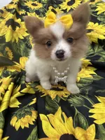 Paige , a female Pomeranian for sale in Merritt Island, FL – 8 of 10