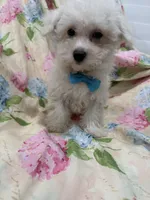 Jake , a male Bichon Frise for sale in Merritt Island, FL – 5 of 6