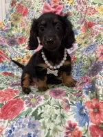 Haley , a female Miniature Dachshund for sale in Merritt Island, FL – 6 of 10