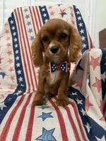 Rhett, a male Cavalier King Charles Spaniel for sale in Merritt Island, FL – 6 of 9