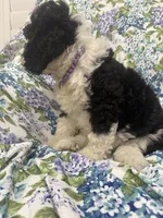 Izzy, a female Bernedoodle for sale in Merritt Island, FL – 7 of 10