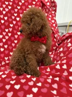 Cooper , a male Poodle - Miniature  for sale in Merritt Island, FL – 5 of 10