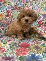 Bella , a female Maltipoo for sale in Merritt Island, FL – 3 of 7