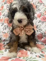 Slater , a male Bernedoodle for sale in Merritt Island, FL – 9 of 10
