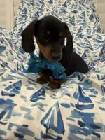Frankie , a male Miniature Dachshund for sale in Merritt Island, FL – 4 of 9