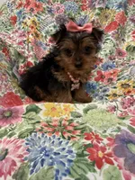 Violet , a female Yorkshire Terrier for sale in Merritt Island, FL – 4 of 7