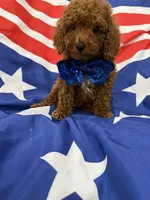 Alex , a male Poodle - Miniature  for sale in Merritt Island, FL – 4 of 6