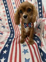 Rhett, a male Cavalier King Charles Spaniel for sale in Merritt Island, FL – 9 of 9