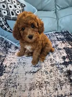 Scarlett, a female Poodle - Miniature  for sale in Merritt Island, FL – 5 of 6