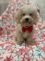 Remi , a male Maltipoo for sale in Merritt Island, FL – 5 of 9