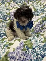 Mocha , a female Poodle - Toy  for sale in Merritt Island, FL – 1 of 6