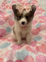 Pearl , a female Pomeranian for sale in Merritt Island, FL – 1 of 7
