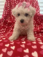Bella , a female Bichon Frise for sale in Merritt Island, FL – Photo 5 of 10