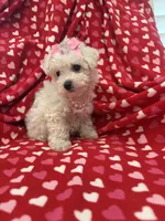Bella , a female Bichon Frise for sale in Merritt Island, FL – Photo 9 of 10