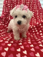 Bella , a female Bichon Frise for sale in Merritt Island, FL – Photo 8 of 10