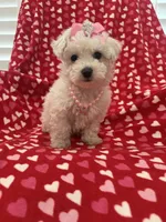Bella , a female Bichon Frise for sale in Merritt Island, FL – Photo 7 of 10
