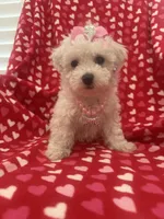 Bella , a female Bichon Frise for sale in Merritt Island, FL – Photo 10 of 10