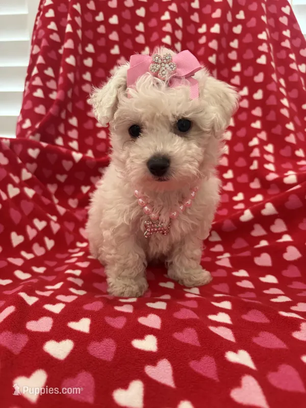 Bella  – Bichon Frise puppy for sale in Merritt Island, FL