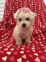 Bella , a female Bichon Frise for sale in Merritt Island, FL – Photo 1 of 10
