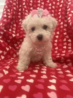Bella , a female Bichon Frise for sale in Merritt Island, FL – Photo 2 of 10
