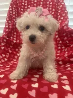 Bella , a female Bichon Frise for sale in Merritt Island, FL – Photo 4 of 10