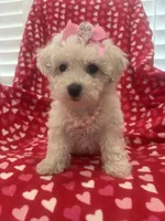 Bella , a female Bichon Frise for sale in Merritt Island, FL – Photo 6 of 10