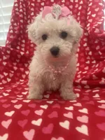 Bella , a female Bichon Frise for sale in Merritt Island, FL – Photo 3 of 10