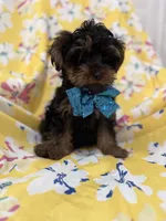 Zeus , a male Yorkipoo for sale in Merritt Island, FL – 7 of 8