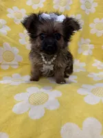 Lilly , a female Yorkipoo for sale in Merritt Island, FL – 7 of 9