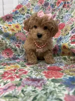 Bella , a female Maltipoo for sale in Merritt Island, FL – 4 of 7