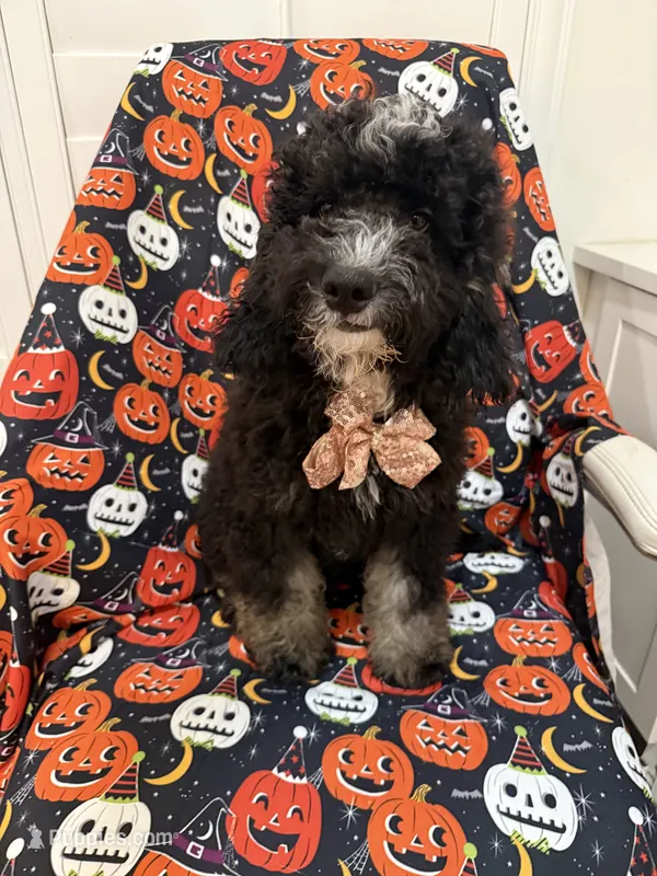 Pepper  – Miniature Bernedoodle puppy for sale in Merritt Island, FL