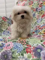 Lilly , a female Mal Shi for sale in Merritt Island, FL – 5 of 9