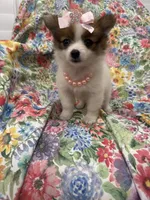 Paisley , a female Pomeranian for sale in Merritt Island, FL – 10 of 10