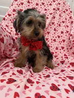 Teddy, a male Yorkshire Terrier for sale in Merritt Island, FL – Photo 3 of 5