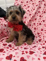 Teddy, a male Yorkshire Terrier for sale in Merritt Island, FL – Photo 5 of 5