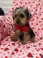 Teddy, a male Yorkshire Terrier for sale in Merritt Island, FL – Photo 2 of 5