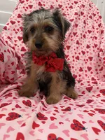 Teddy, a male Yorkshire Terrier for sale in Merritt Island, FL – Photo 4 of 5
