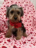 Teddy, a male Yorkshire Terrier for sale in Merritt Island, FL – Photo 1 of 5
