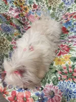Lilly , a female Mal Shi for sale in Merritt Island, FL – 3 of 9